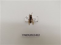 藏品(雙斑馬蜂)的圖片